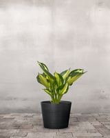 type=Greenify Udendørskrukke/color=Sort