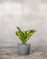 type=Greenify Udendørskrukke/color=Grå