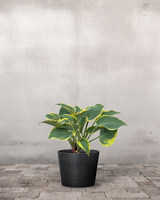 type=Greenify Udendørskrukke/color=Sort