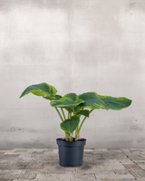 type=Ingen krukke/color=Ingen farve