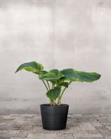 type=Greenify Udendørskrukke/color=Sort