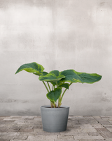 type=Greenify Udendørskrukke/color=Grå