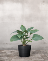 type=Greenify Udendørskrukke/color=Sort