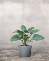 type=Greenify Udendørskrukke/color=Grå