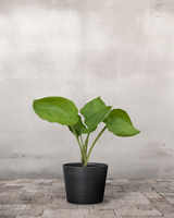 type=Greenify Udendørskrukke/color=Sort