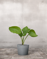 type=Greenify Udendørskrukke/color=Grå