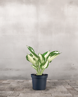 type=Ingen krukke/color=Ingen farve