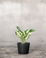 type=Greenify Udendørskrukke/color=Sort