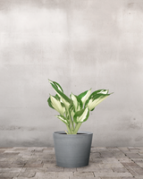 type=Greenify Udendørskrukke/color=Grå