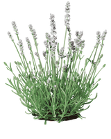 Hvid Lavendel - 15-25 cm