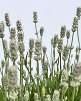 Hvid Lavendel Altankasse - med vandreservoir