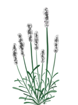 Hvid Lavendel - 15-25 cm