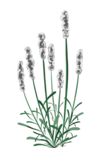 Hvid Lavendel - 15-25 cm