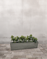 Skimmiakassen, Hvid - Altankasse m. vandreservoir