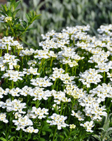 Snepude, Iberis Sempervirens 'Snowflake' - 11 cm potte