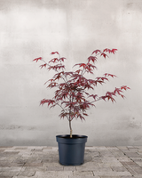 type=Ingen krukke/color=Ingen farve