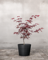 type=Greenify Udendørskrukke/color=Sort