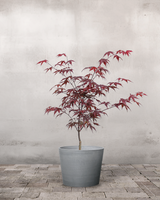 type=Greenify Udendørskrukke/color=Grå