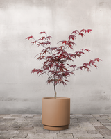 type=Simple krukke/color=Pale Terracotta