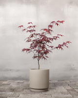 type=Simple krukke/color=Light Sand