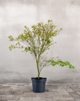 type=Ingen krukke/color=Ingen farve