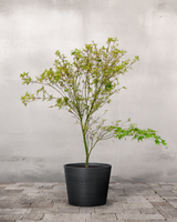 type=Greenify Udendørskrukke/color=Sort