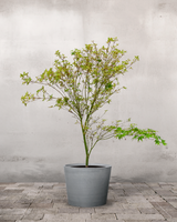 type=Greenify Udendørskrukke/color=Grå