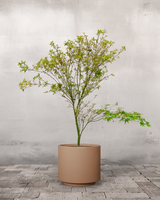 type=Simple krukke/color=Pale Terracotta