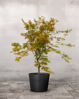 type=Greenify Udendørskrukke/color=Sort