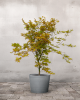 type=Greenify Udendørskrukke/color=Grå