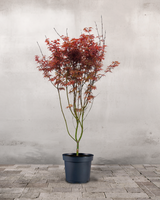 type=Ingen krukke/color=Ingen farve