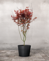 type=Greenify Udendørskrukke/color=Sort