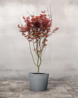 type=Greenify Udendørskrukke/color=Grå