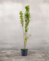 type=Ingen krukke/color=Ingen farve