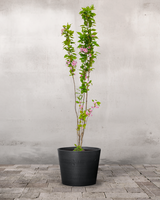 type=Greenify Udendørskrukke/color=Sort