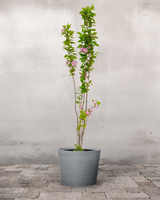 type=Greenify Udendørskrukke/color=Grå