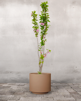 type=Simple krukke/color=Pale Terracotta