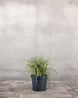 type=Ingen krukke/color=Ingen farve