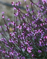 detalje
