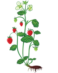 Jordbær 'Ostera' - 15-25 cm