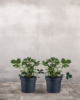 type=Ingen krukke/color=Ingen farve