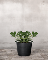 type=Greenify Udendørskrukke/color=Sort