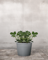 type=Greenify Udendørskrukke/color=Grå