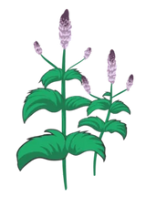 Hvidstribet Japansk Star, Carex morrowii 'Ice Dance' - 15-25 cm