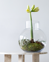 Årets juledekoration fra Greenify – eksklusiv julestemning i grønne nuancer