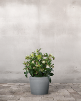 type=Greenify Udendørskrukke/color=Grå