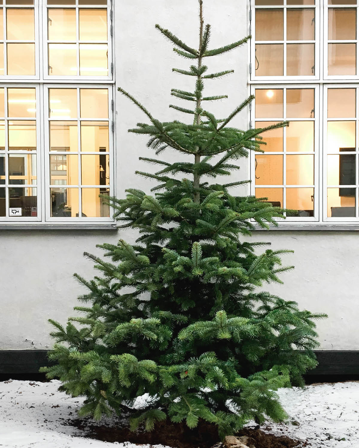 Økologisk Nordmannsgran Juletræ - Flere varianter