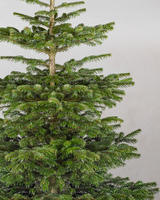 Økologisk Nordmannsgran Juletræ - Flere varianter