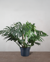 type=Ingen krukke/color=Ingen farve