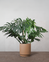 type=Simple krukke/color=Pale Terracotta